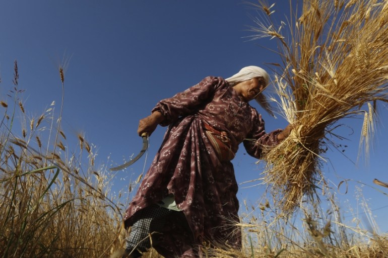 Wheat havest season in West Bank
