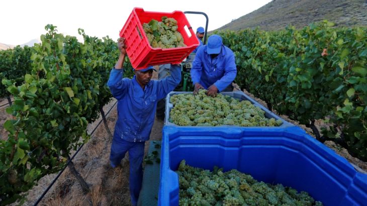 Workers harvest grapes at the La Motte wine farm in Franschhoek near Cape Town