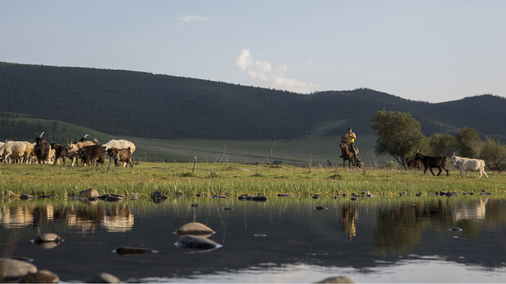 A nomad herds his animals in Ikh Tamir, Mongolia. Herd size management is tricky in Mongolia as the herd size is seen as a status symbol [Taylor Weidman/Al Jazeera]