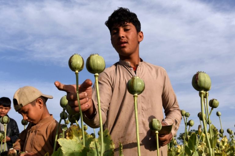 Afghanistan Poppy cultivation