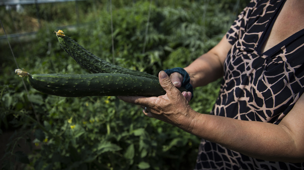 A woman picks cucumbers from her greenhouse in Ikh Tamir, Mongolia [Taylor Weidman/Al Jazeera]