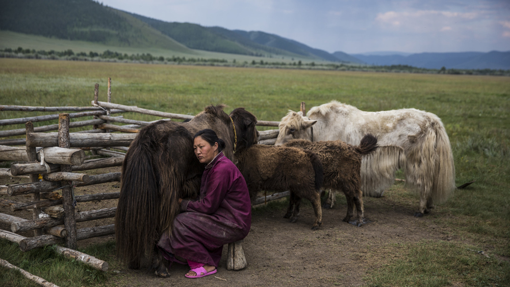 A herding woman milks a yak in Ikh Tamir. Families in the PUG can opt to sell excess livestock and use the profits to set up a risk fund [Taylor Weidman/Al Jazeera]