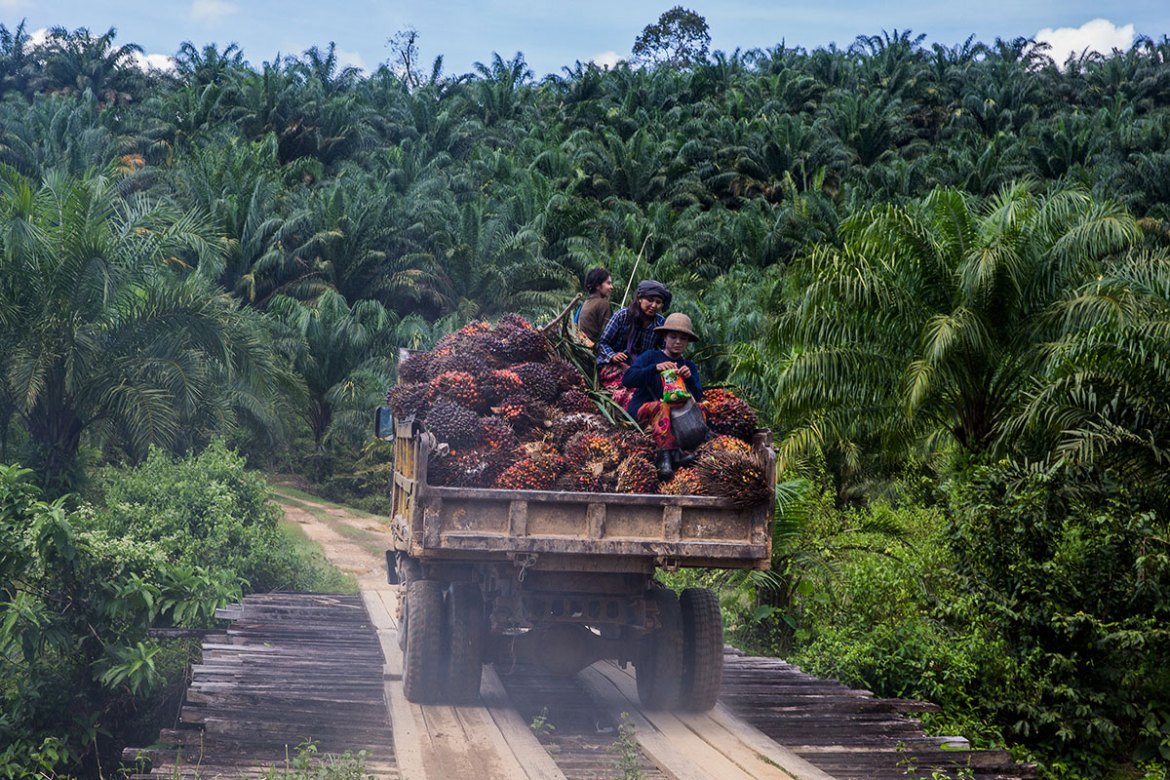 Palm Oil in Myanmar/Please Do Not Use