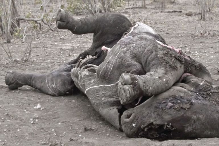 DO NOT USE Al Jazeera rhino poaching investigation