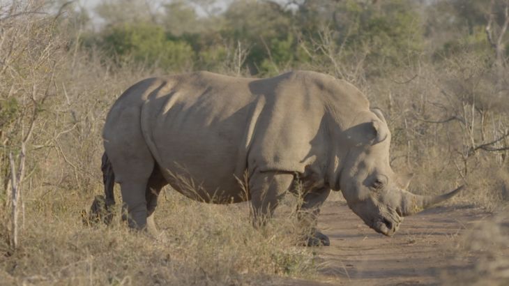 DO NOT USE Al Jazeera rhino poaching investigation