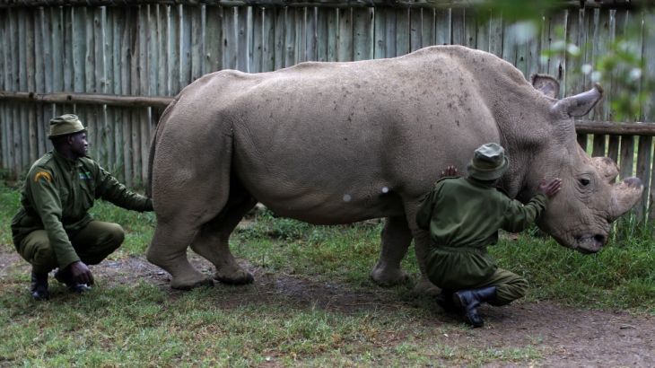 Wildlife rangers stroke a northern white rhino, only three of its kind left in the world, ahead of the Giants Club Summit, Ol Pejeta conservancy near the town of Nany