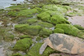 Yemen green turtles
