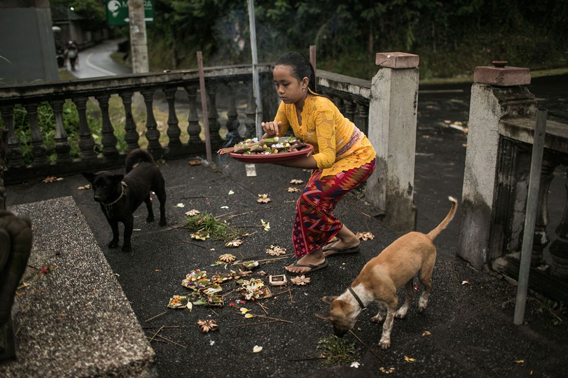 A Solo Balinese Girl Stray Dogs Rescuer/ Please Do Not Use