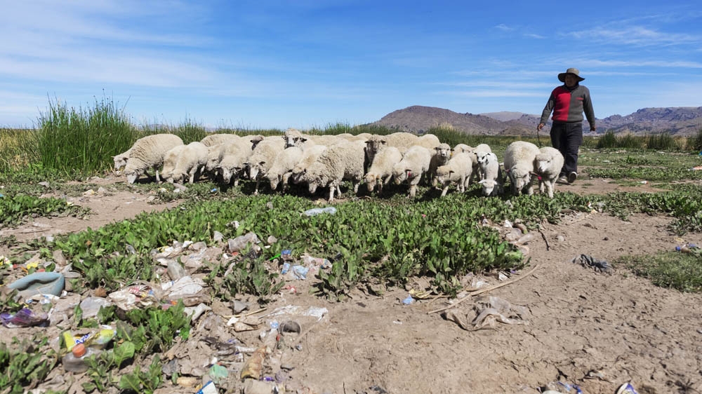 Sheep herder Edgar walks with his sheep on a small patch of grass by the boulevard of Puno. It’s hard for the sheep to find any juicy grass to eat among the waste [Eline van Nes/Al Jazeera]