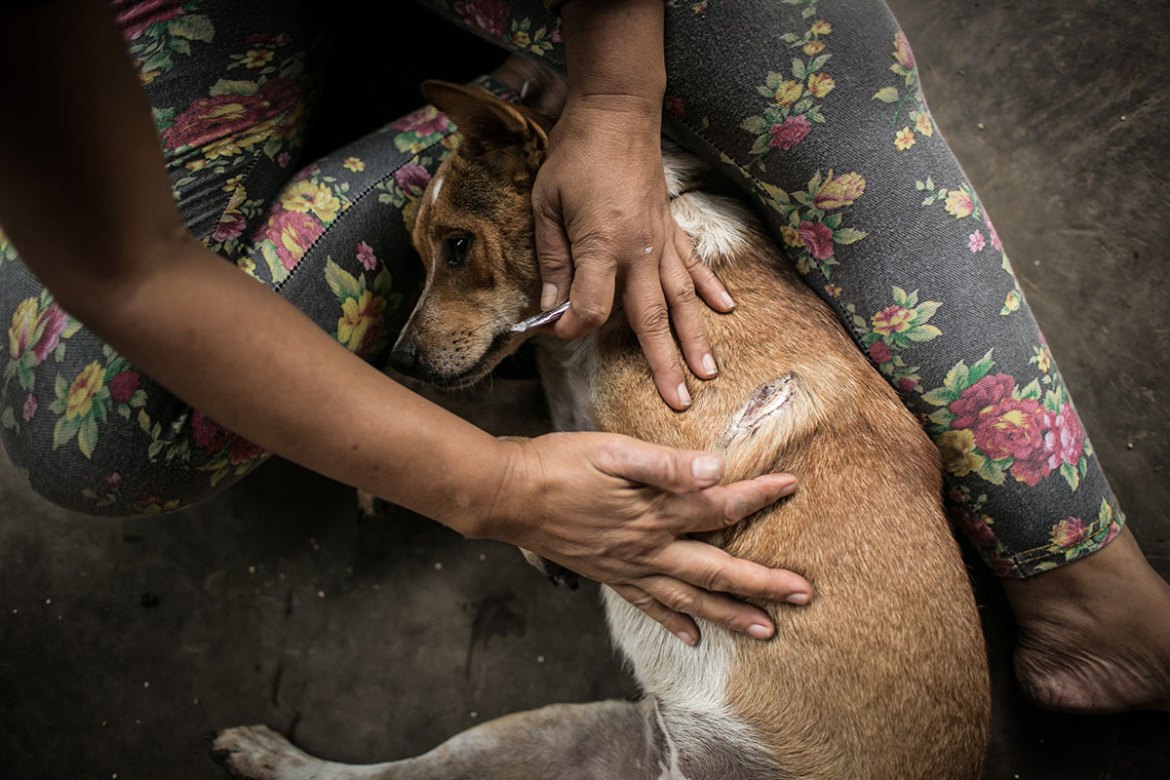 A Solo Balinese Girl Stray Dogs Rescuer/ Please Do Not Use