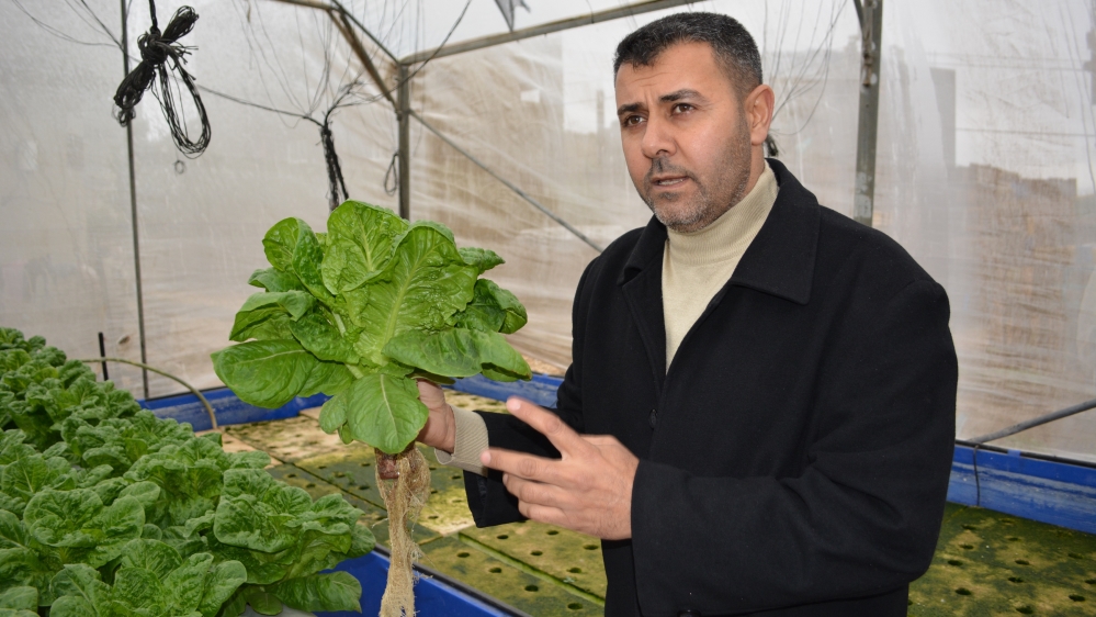Iyad al-Attar is able to produce lettuce heads weighing one kg in his hydroponic farm [Mersiha Gadzo/Al Jazeera]