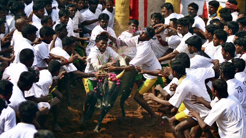 Residents in Tamil Nadu say Jallikattu is a crucial part of their culture and identity [AP/Arun Sankar]