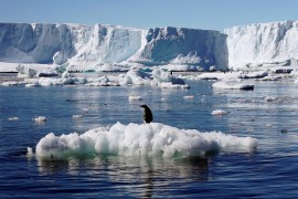 File photo of an Adelie penguin standing atop a block of melting ice