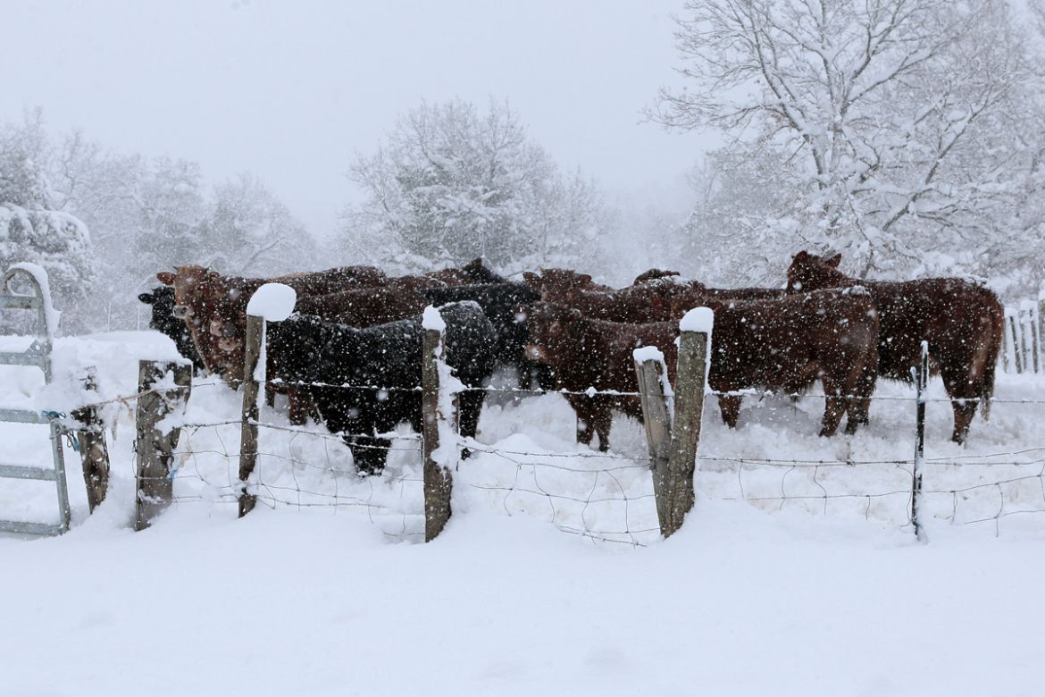 Chilled cattle