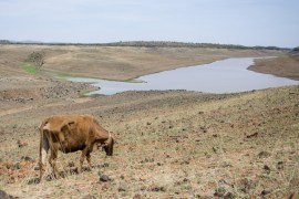 Cow grazes in the dry area of the decommissioned Upper Ncema Dam