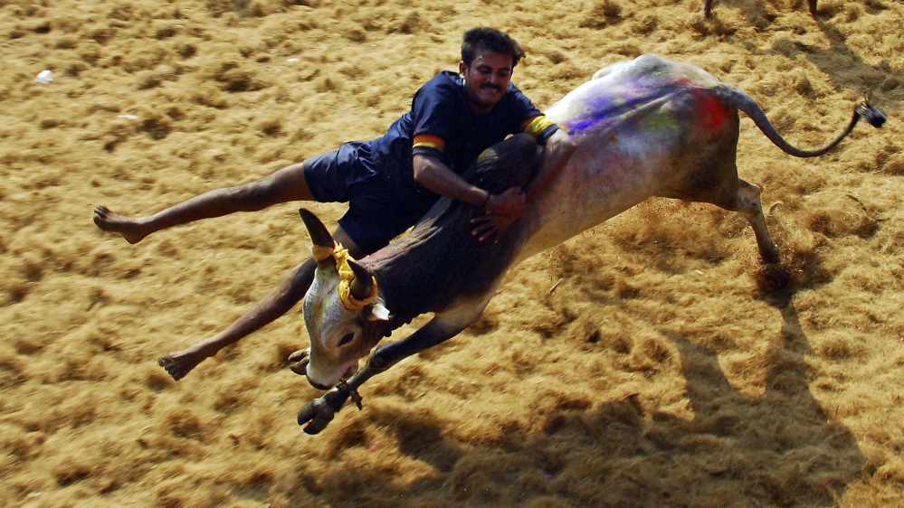 The annual bull-taming festival is marked during the harvest festival of Pongal [AP Photo]