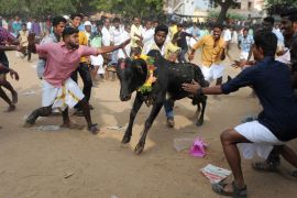 India bull taming festival