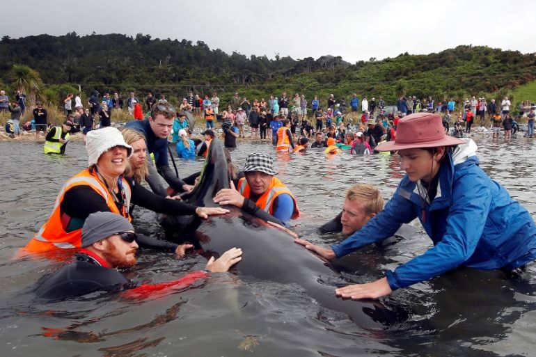 New Zealand Whales