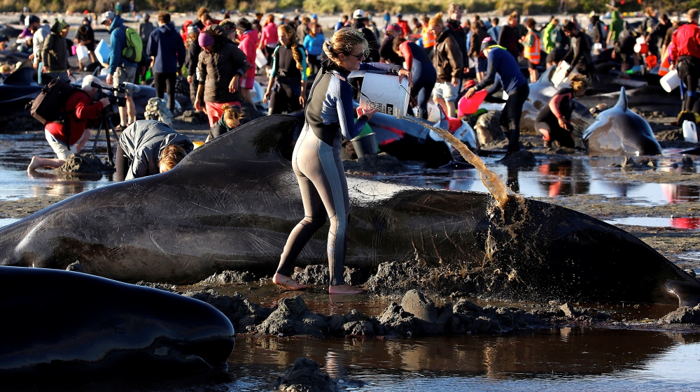  Volunteers came from across the country to help the stranded whales [Reuters] 