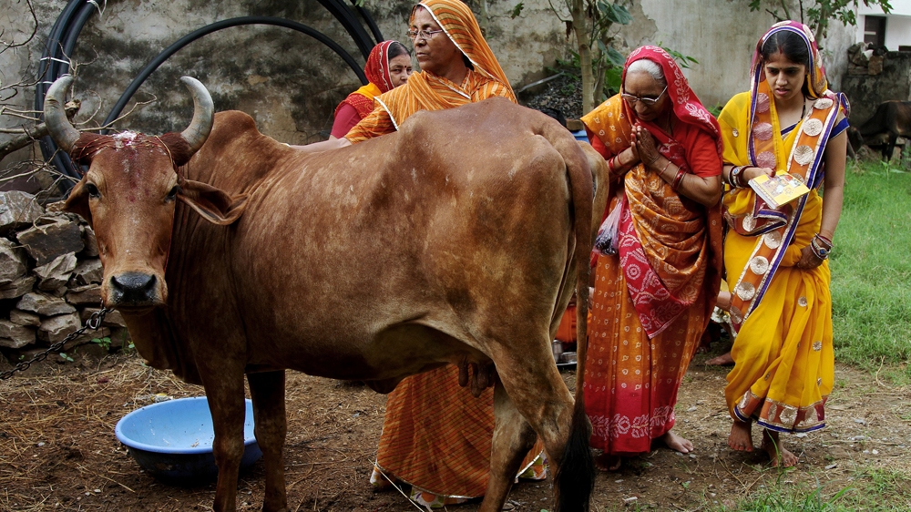 Cows are considered holy among India's Hindu majority, so most of the beef produced comes from buffalo [Reuters]