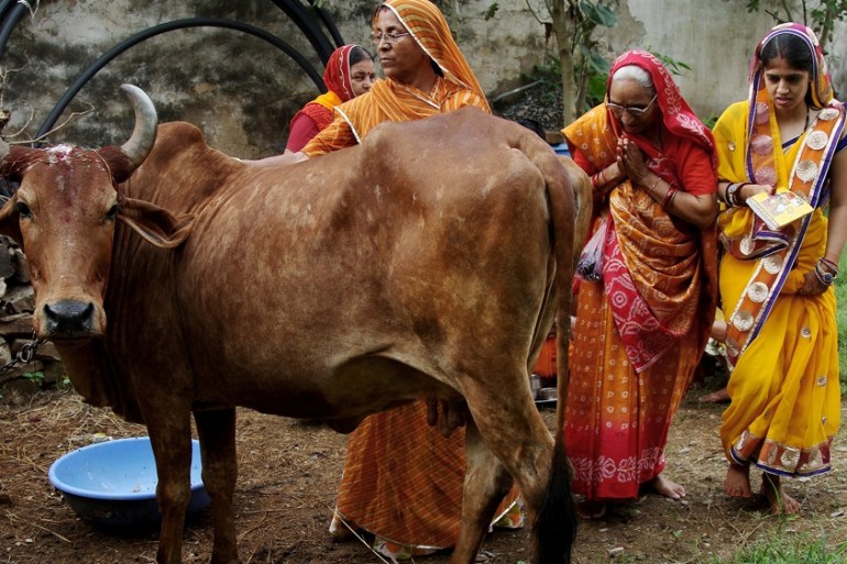 Cow - India