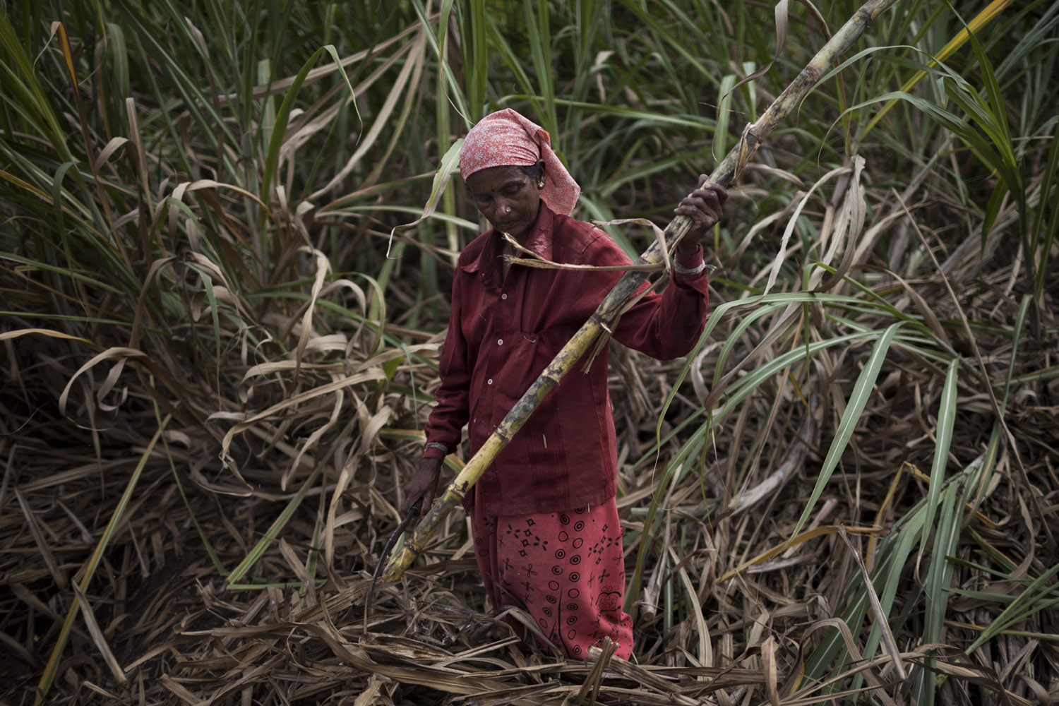 Kamalamma, 55, a daily wage labourer, harvests sugarcane in the village of Madhar Halli. She is paid two rupees, or $0.03, per bundle of sugarcane, and in a day manages to earn 200 rupees, or $3 [Janos Chiala/Al Jazeera]