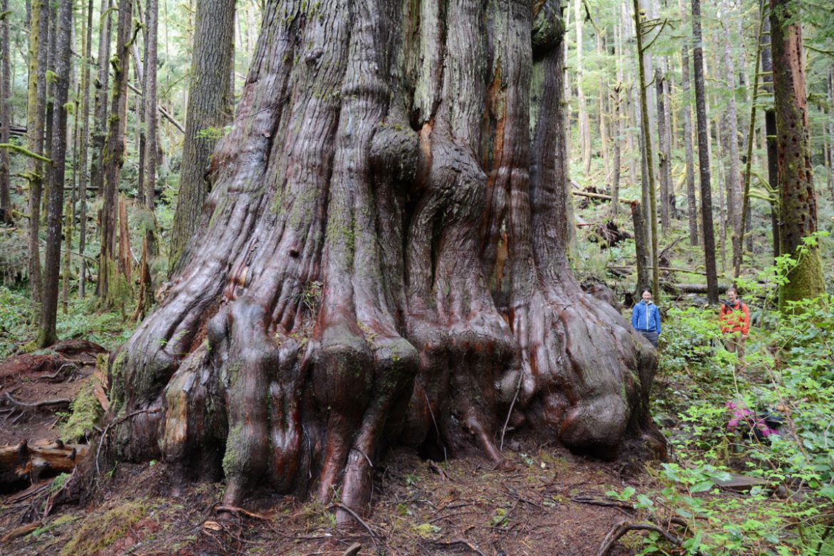 Saving Canada''s Giant Trees/Please Do Not Use