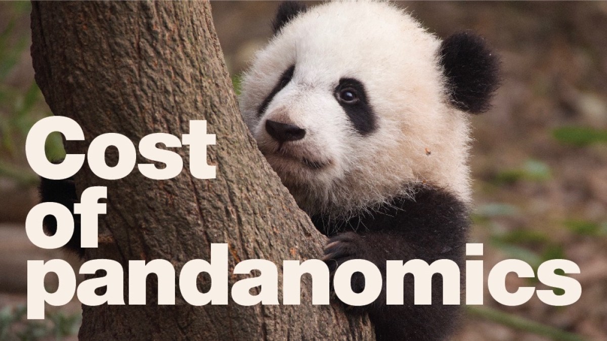 What is the true cost of a panda? | News | Al Jazeera
