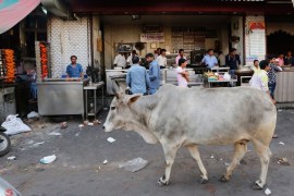 India cow attack