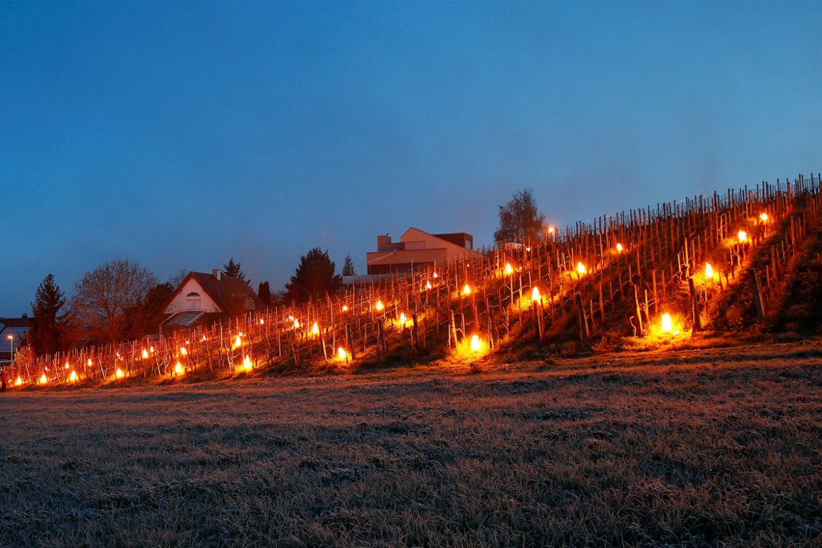 Paraffin fire pots protecting the vines against sub-zero temperatures at a vineyard of Swiss wine grower Daniel Grab. Adlikon, Switzerland