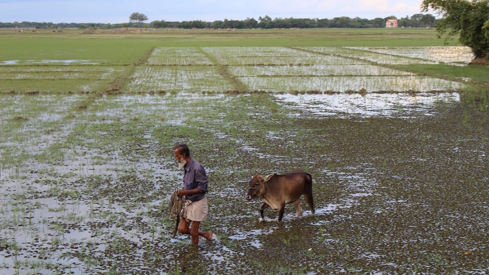 As the arable soil has become too salty to support traditional crops such as rice, men in rural areas have been forced to move to the city to find work [Neha Thirani Bagri/The GroundTruth Project]