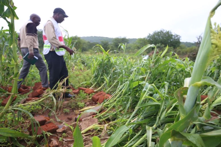 Maize crop damaged by heavy rains in Chivi, Zimbabwe.