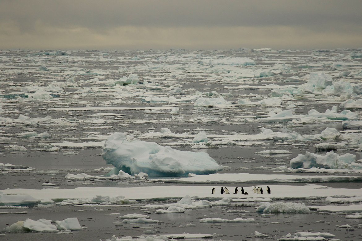 Antarctica Image Gallery