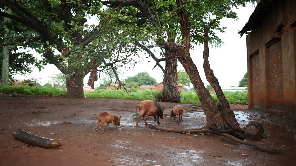 Pigs forage for food in the largely deserted town of Bria [Cassandra Vinograd/Al Jazeera]
