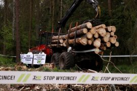 Environmental activists chain themselves to a logging machine during an action in the defence of one of the last primeval forests in Europe, Bialowieza forest
