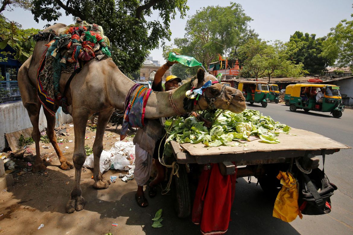 Cooling the camel in Ahmedabad, India