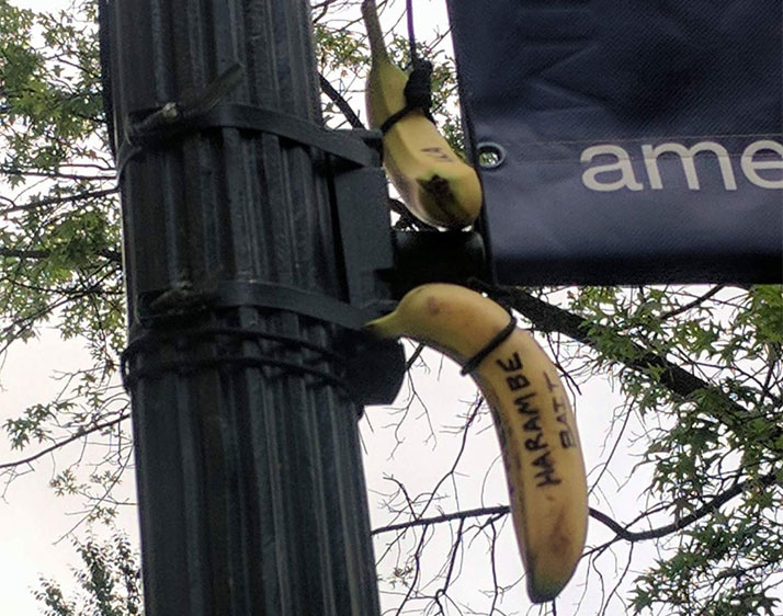 Bananas in nooses found on American University's campus on May 1 [Courtesy of Quinn Dunlea] 