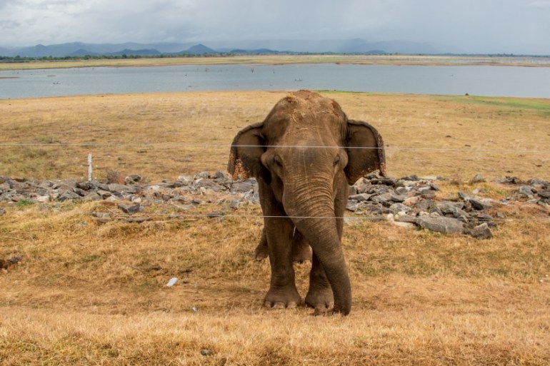 Elephants in Sri Lanka [DO NOT USE]