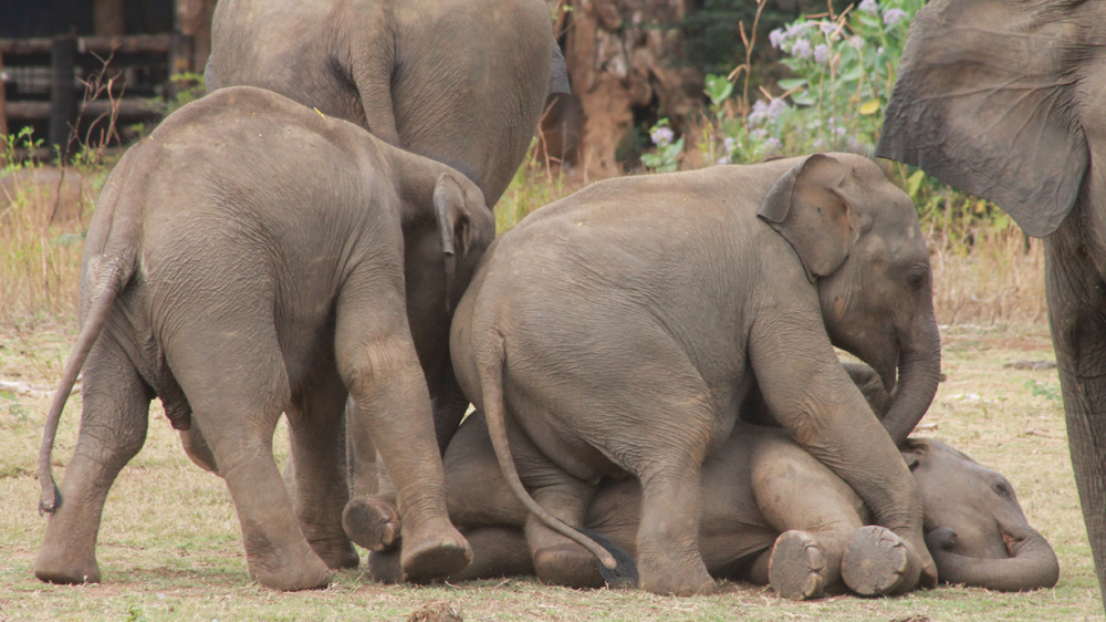 Baby elephants at play [Photo courtesy of Vijitha Perera]