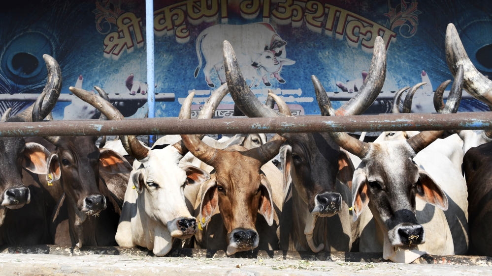 Cow vigilante groups have been accused in the killings of more than dozens of people in the last three years [Dominique Faget/AFP/Getty Images]