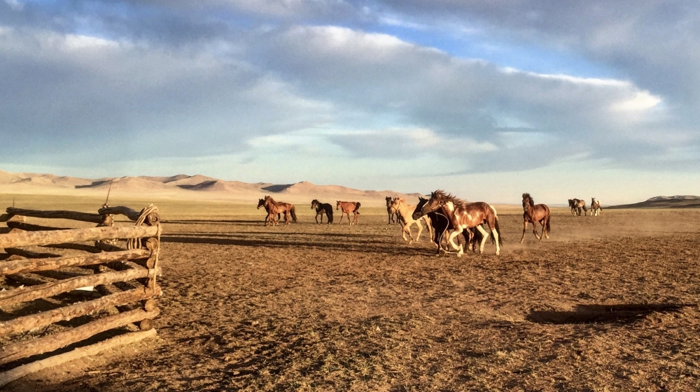 Billy owns 200 horses which roam wild on the steppes [Sarah Yeo/Al Jazeera] 