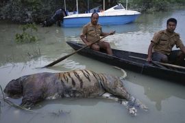 India floods tiger Kaziranga