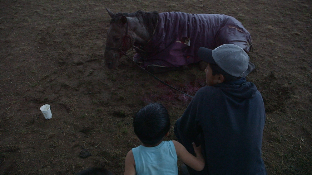 When a young horse falls ill, the family must wait the night to see if it survives [Sarah Yeo/Al Jazeera] 