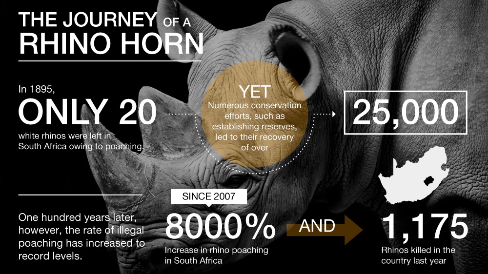 Value rhino horns Trade in