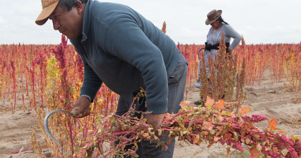 Quinoa: Harvesting Bolivia’s ‘superfood’ | Latin America News | Al Jazeera