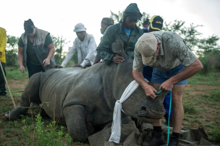 Horns value rhino Scientists plan