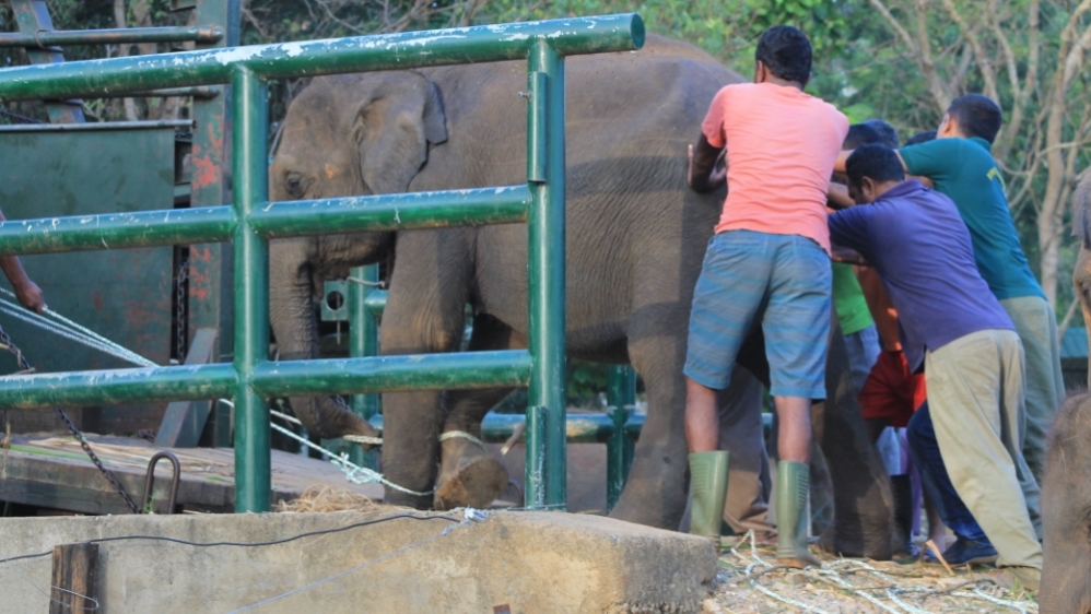 Elephant being released into the wild from the Elephant Transit Home [Photo courtesy of Vijitha Perera]