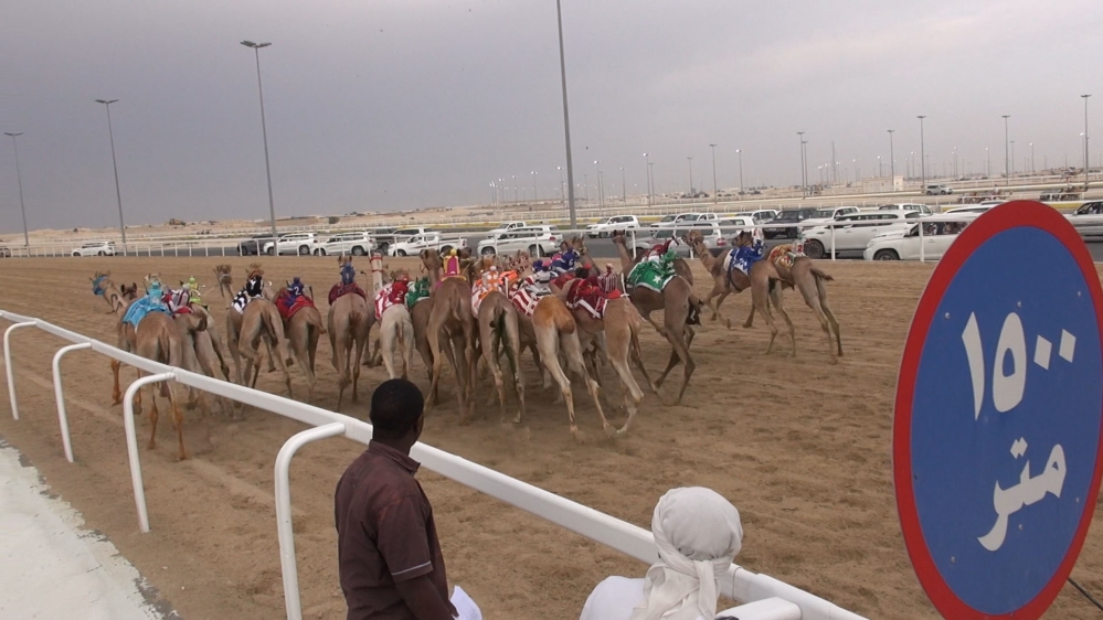 Qatar, Kuwait and the UAE alternate as hosts for racing tournaments [Cajsa Wikstrom/Al Jazeera]