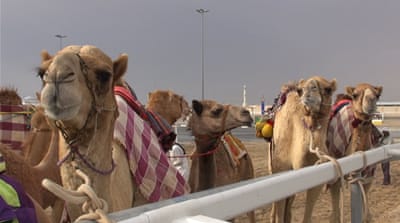 Thousands of camels were brought back to Qatar when Saudi Arabia closed the border [Cajsa Wikstrom/Al Jazeera]