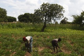 Zambia agriculture Reuters